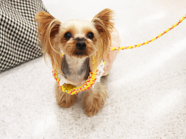 ☆モデル犬の里帰り☆～ピンキーちゃん・クッピーちゃん～